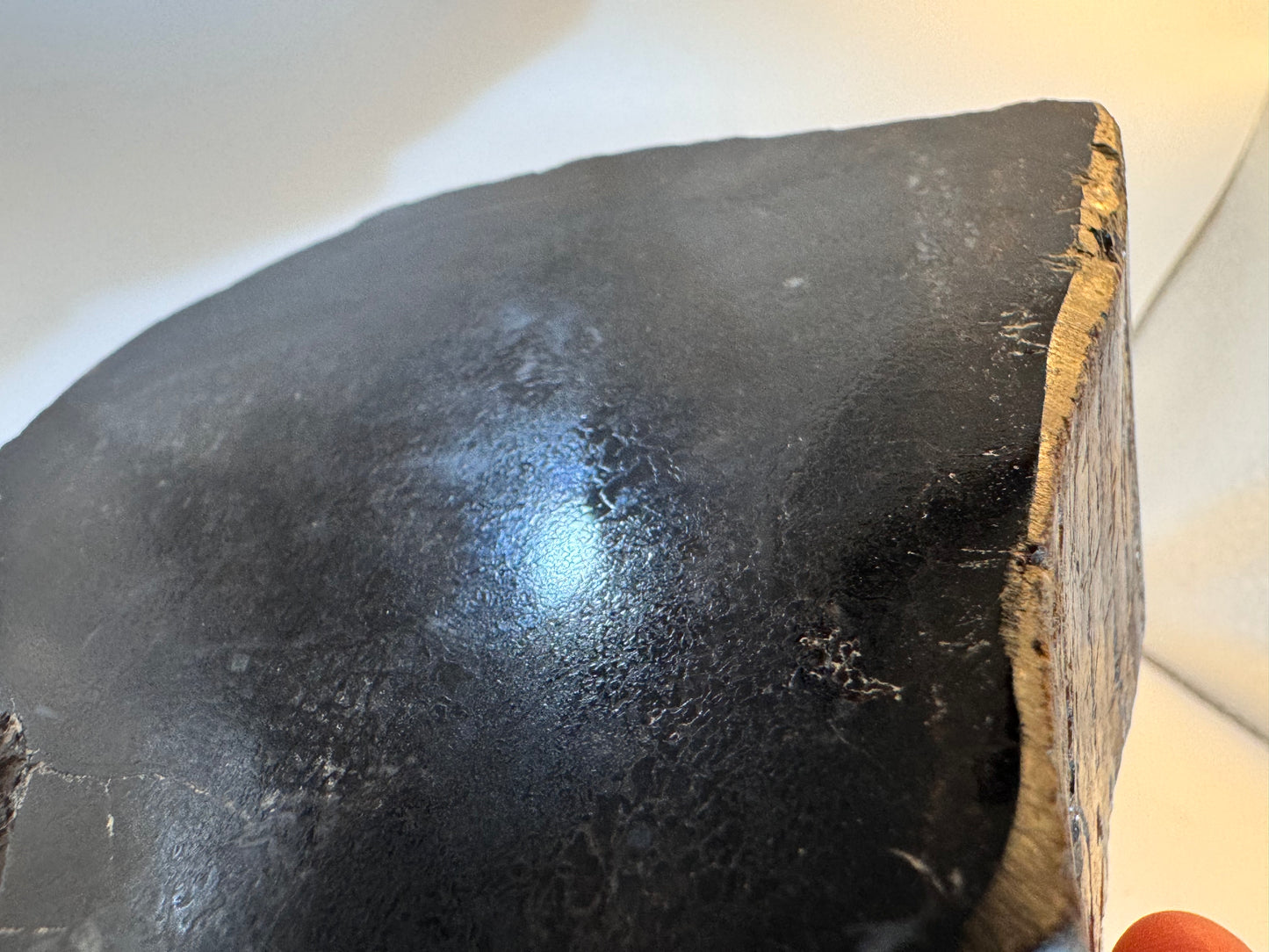 Spinosaurus vertebra