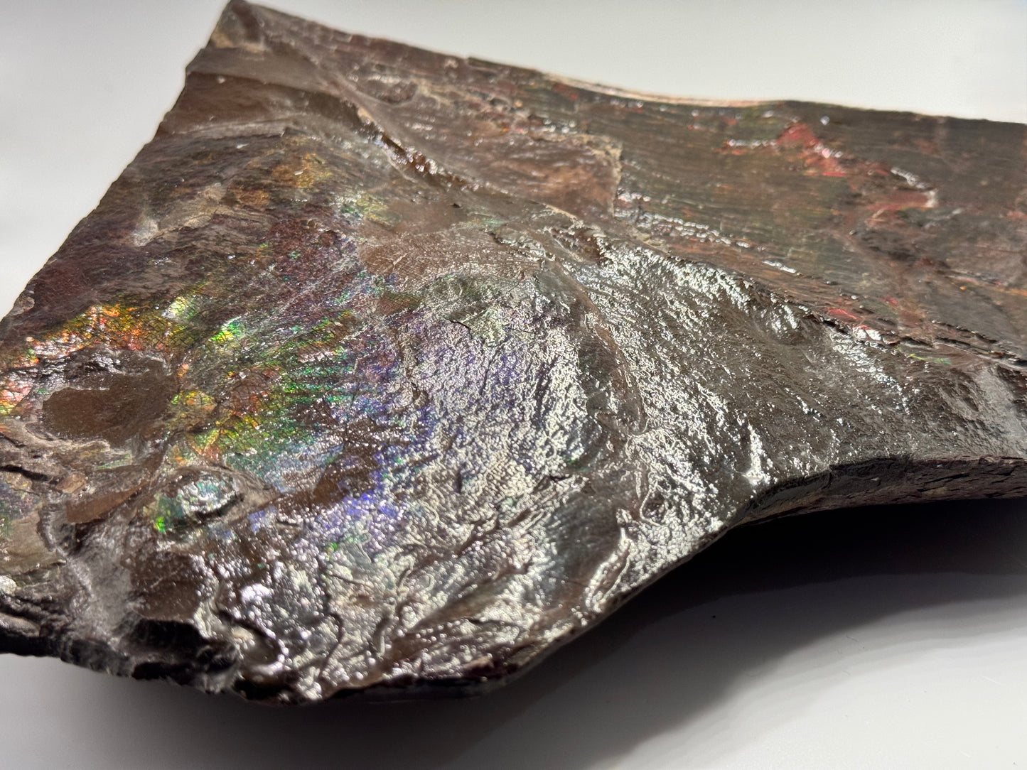 Large ammolite specimen