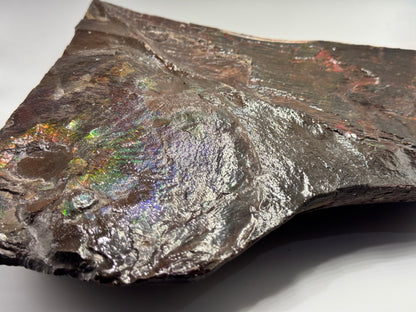 Large ammolite specimen