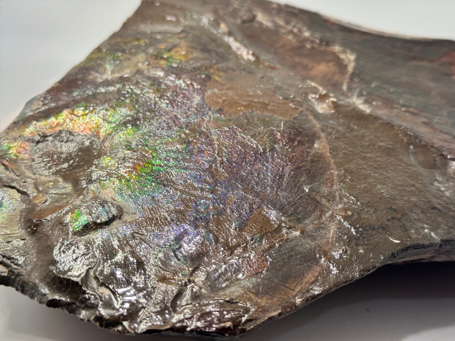 Large ammolite specimen