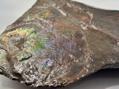 Large ammolite specimen