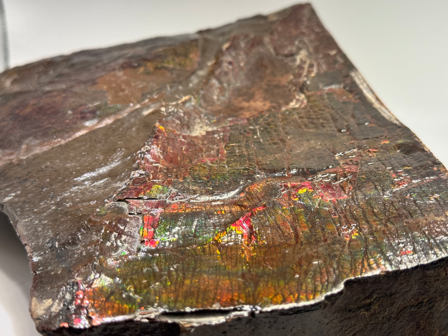 Large ammolite specimen