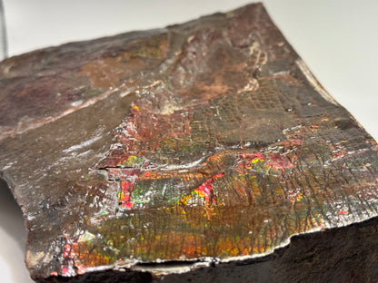 Large ammolite specimen