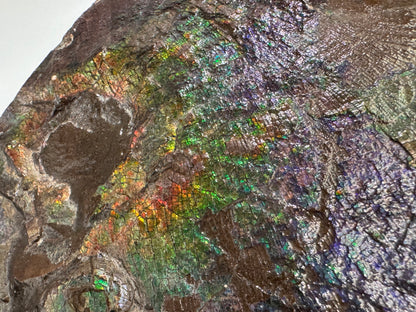 Large ammolite specimen