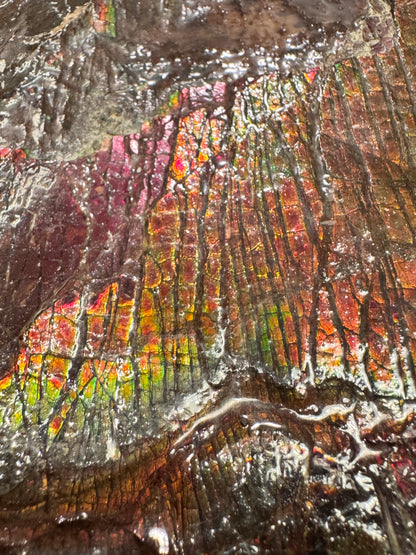 Large ammolite specimen