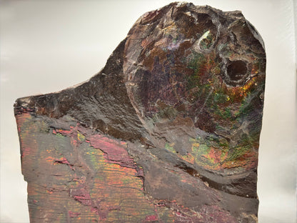 Large ammolite specimen