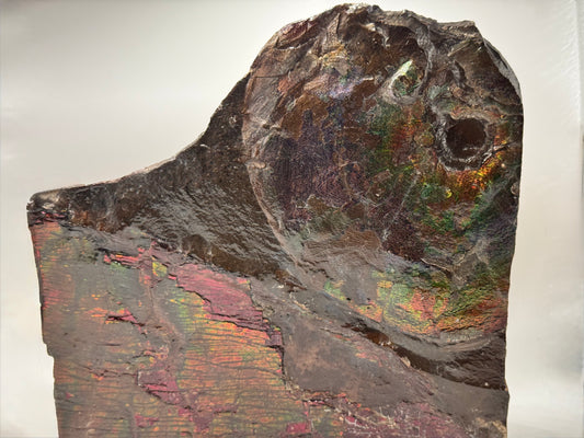 Large ammolite specimen