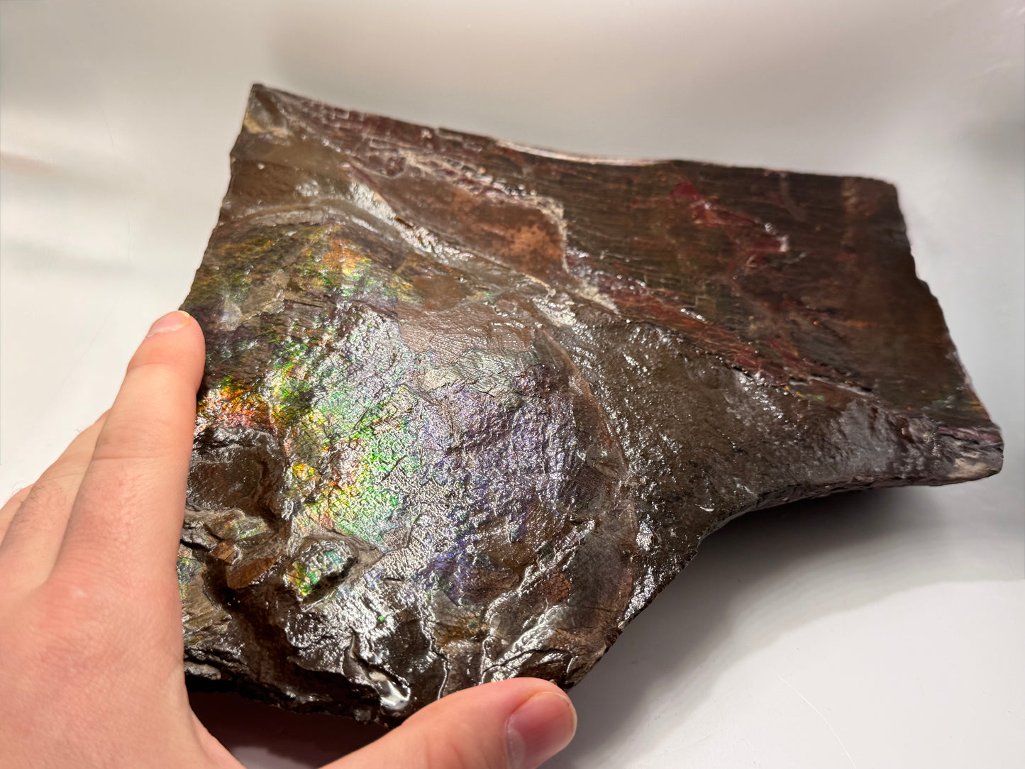 Large ammolite specimen