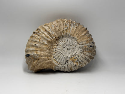 Palm sized ammonite fossil