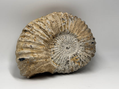 Palm sized ammonite fossil