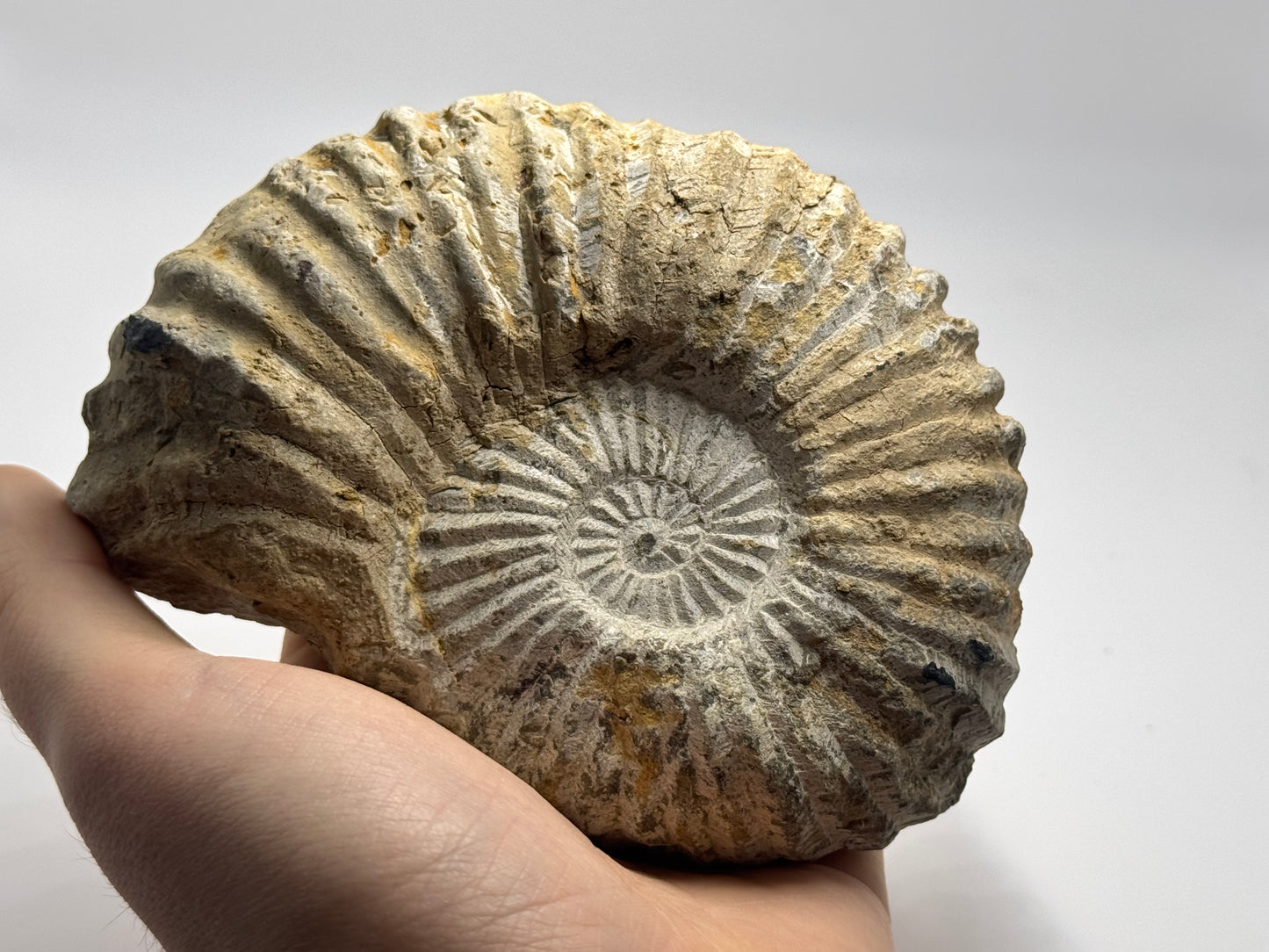 Palm sized ammonite fossil