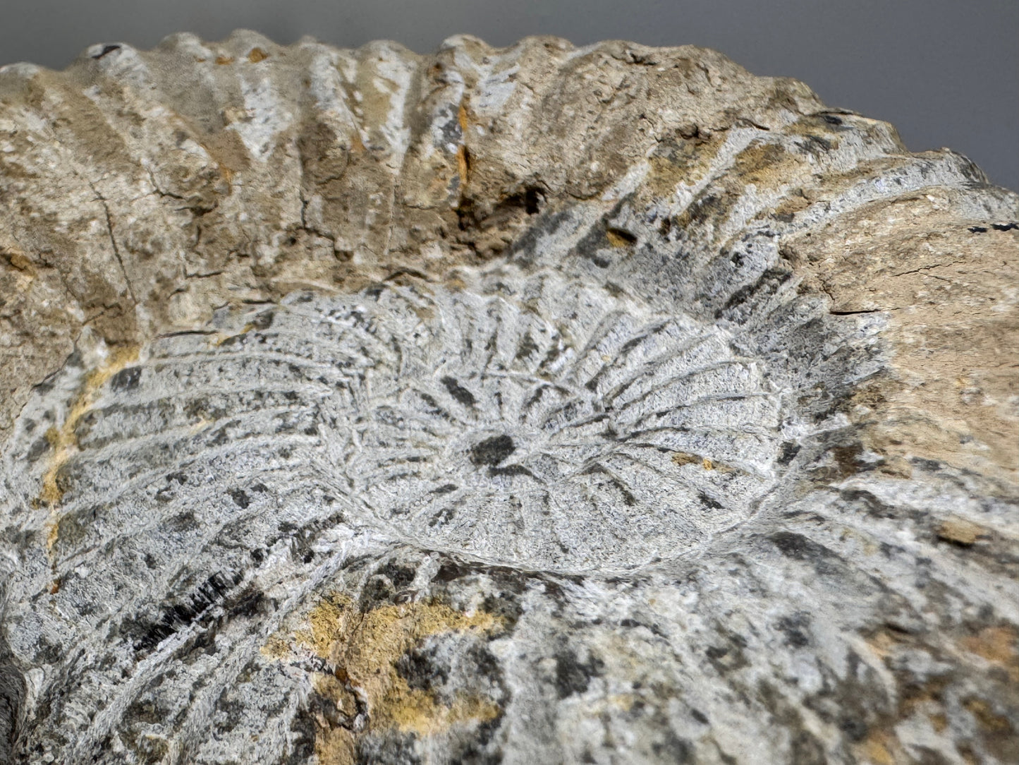 Palm sized ammonite fossil