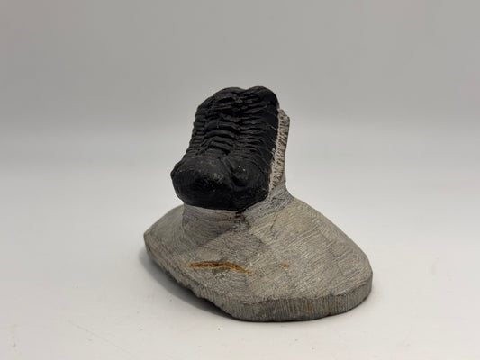 perfectly preserved trilobite