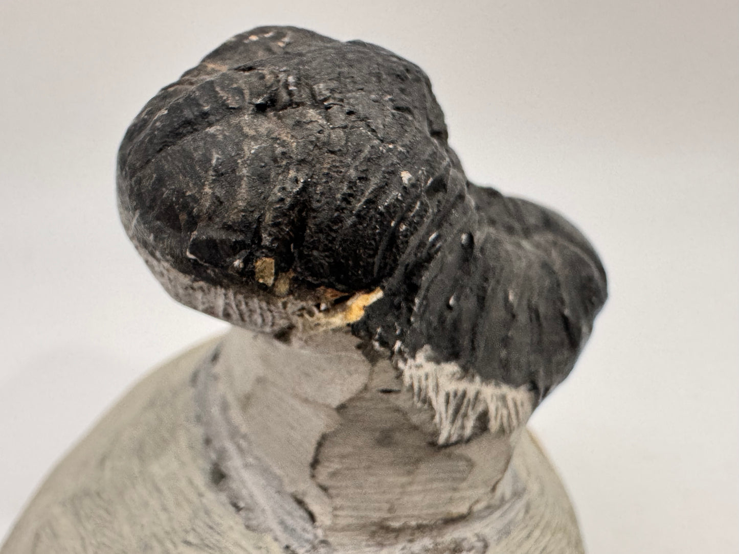 perfectly preserved trilobite