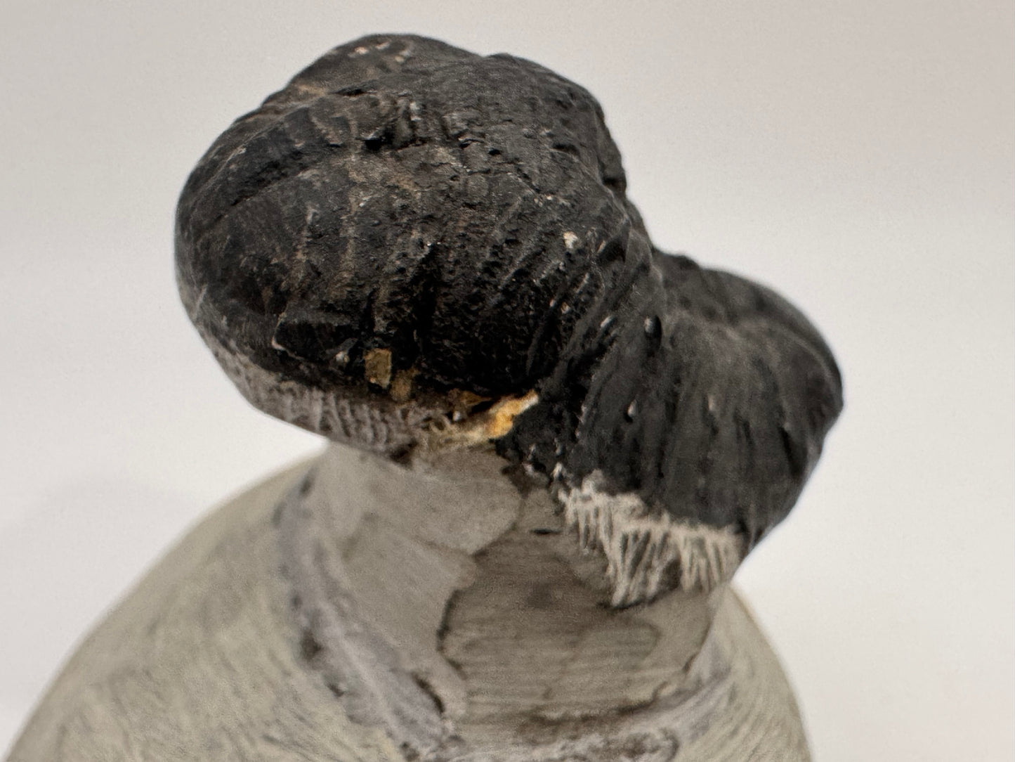 perfectly preserved trilobite