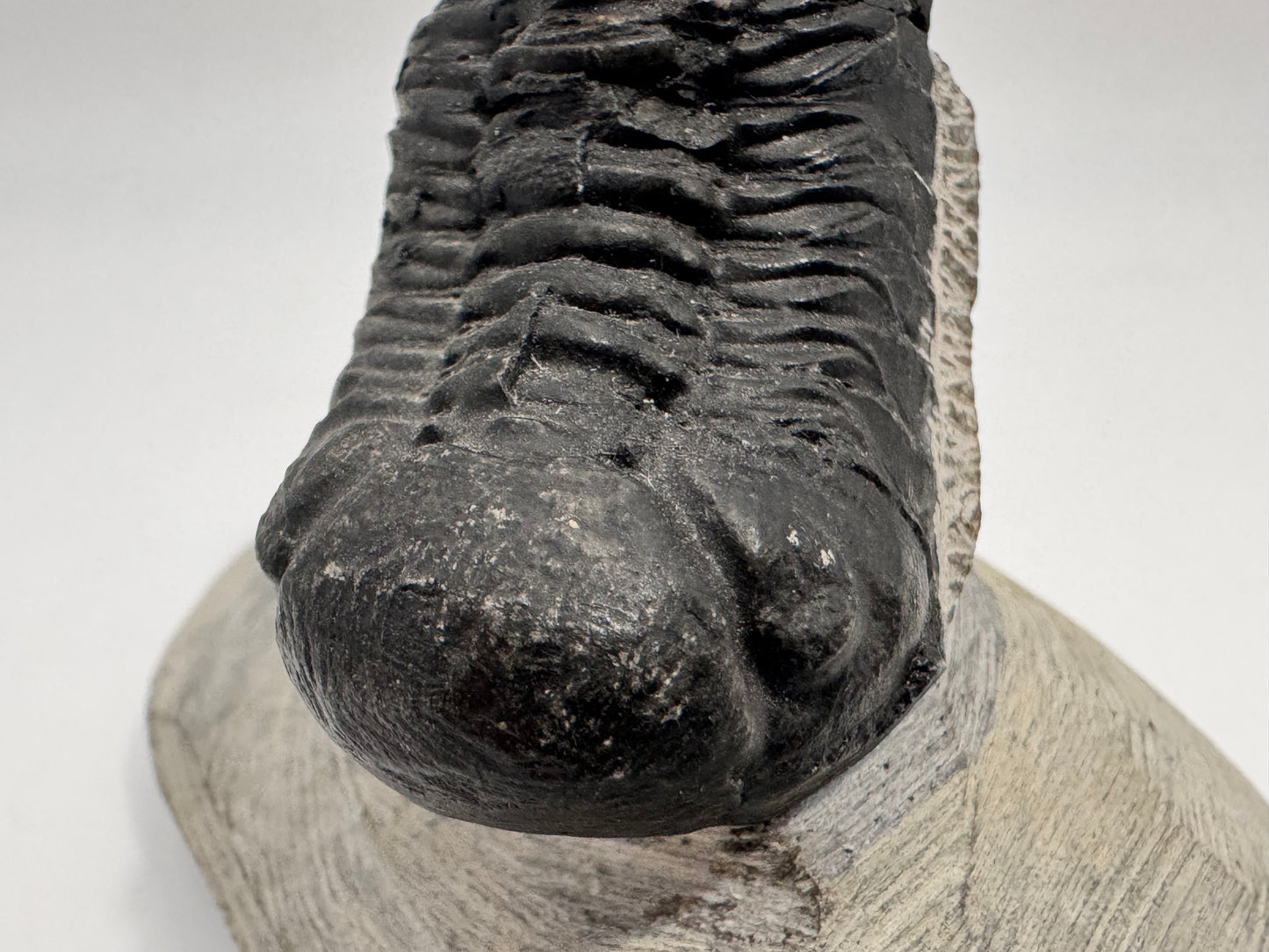 perfectly preserved trilobite