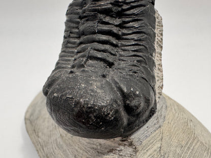 perfectly preserved trilobite