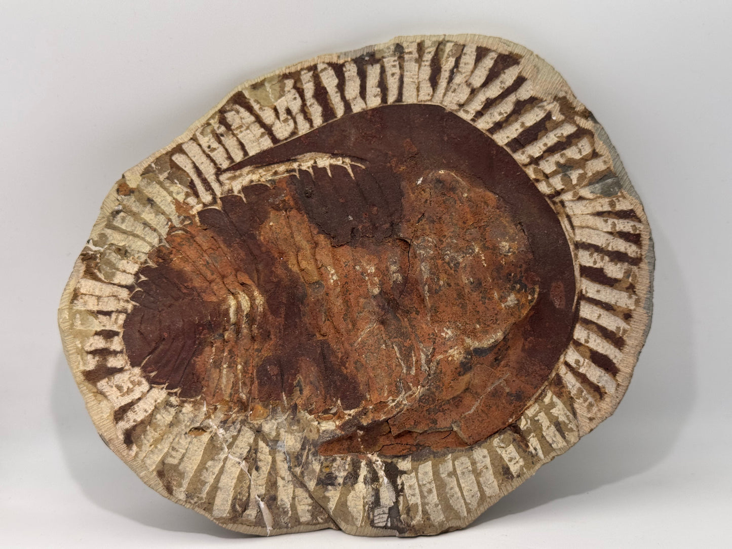 palm sized trilobite