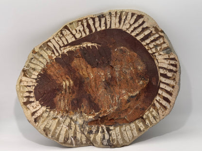 palm sized trilobite