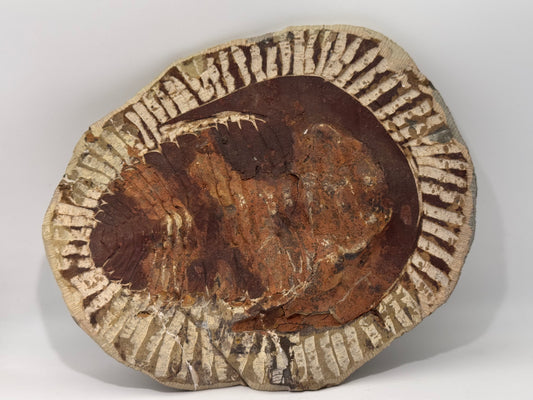 palm sized trilobite