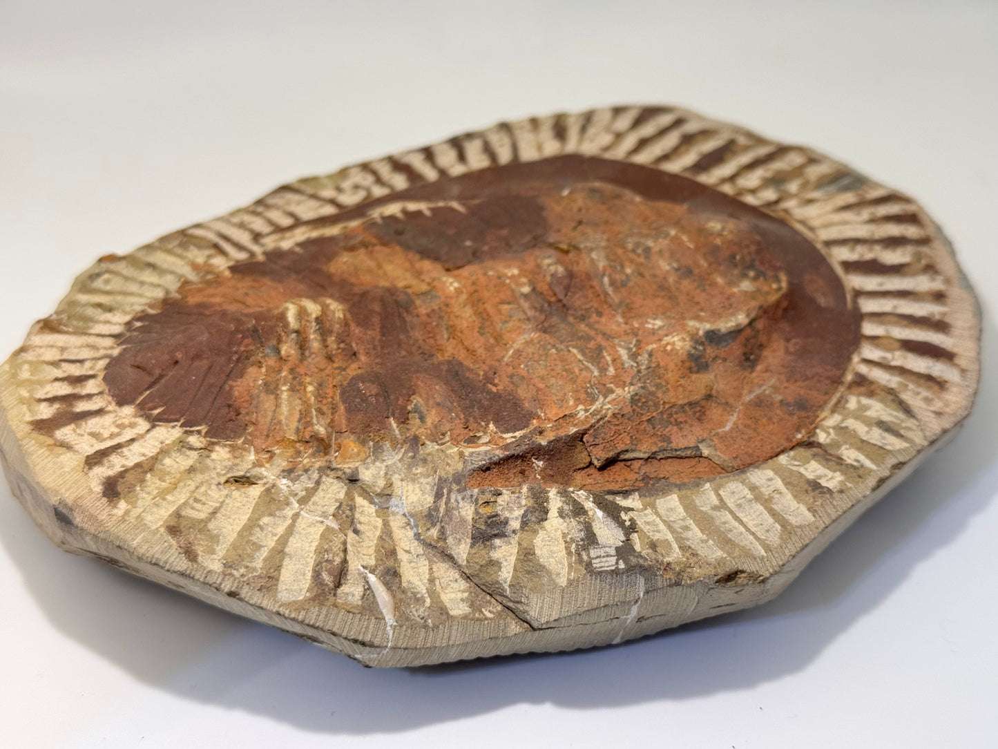 palm sized trilobite