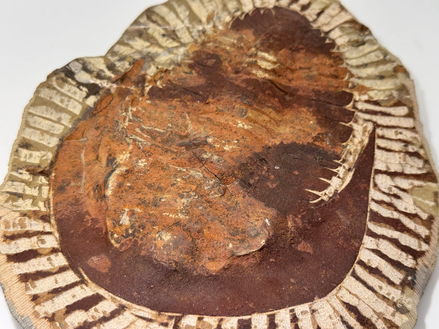 palm sized trilobite