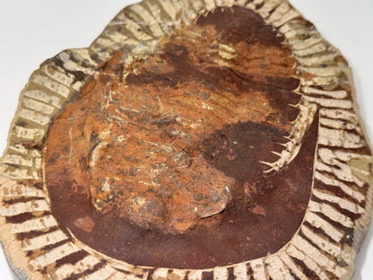 palm sized trilobite