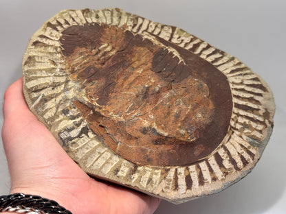 palm sized trilobite