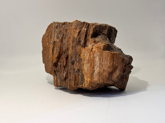 petrified wood