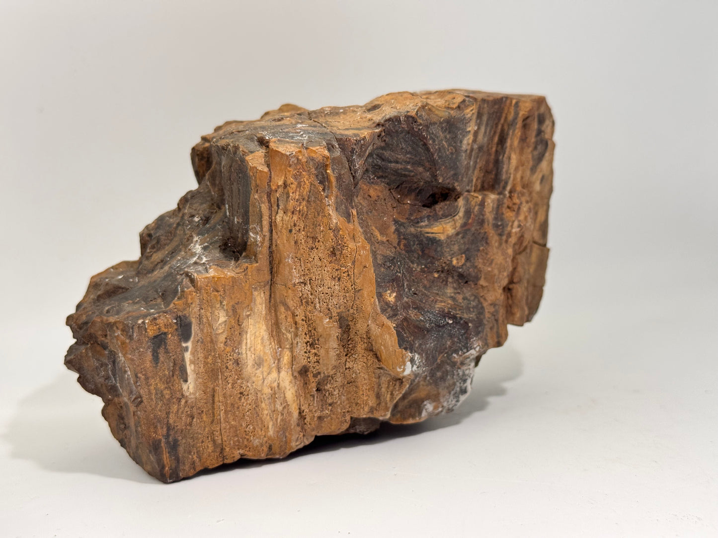 petrified wood
