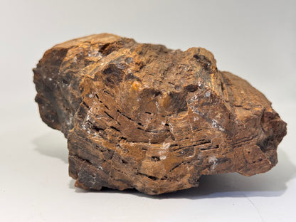 petrified wood