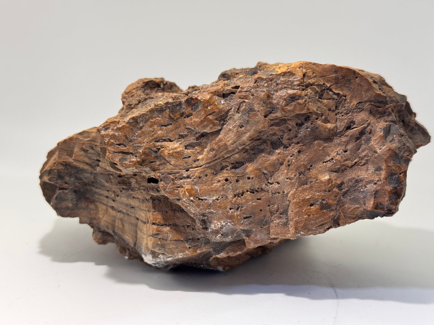 petrified wood