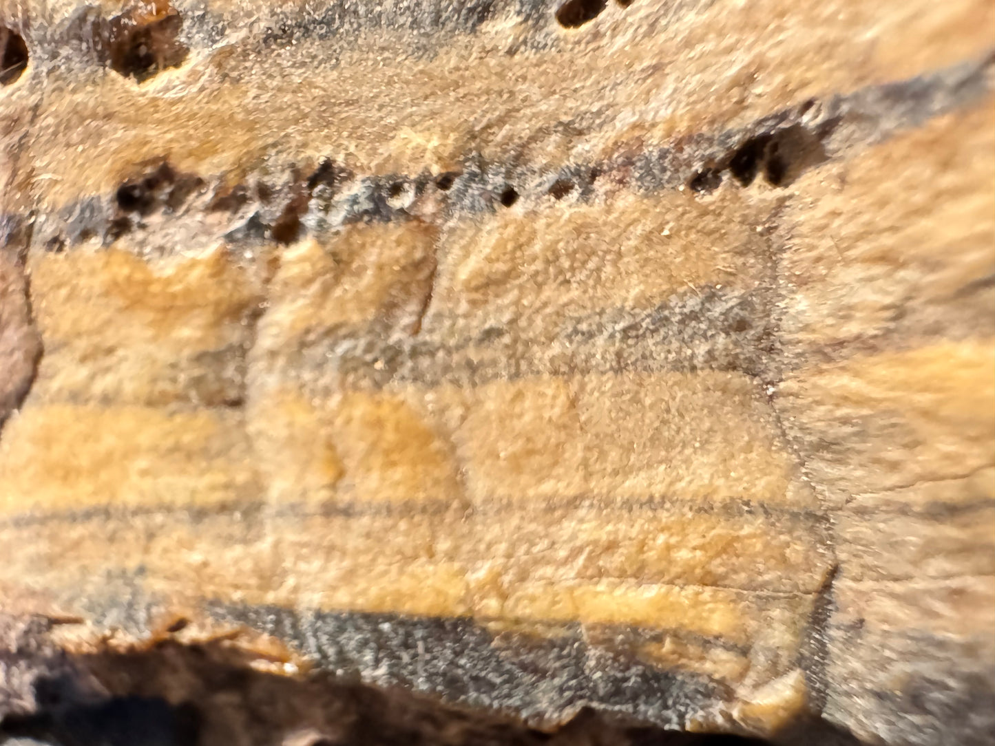 petrified wood