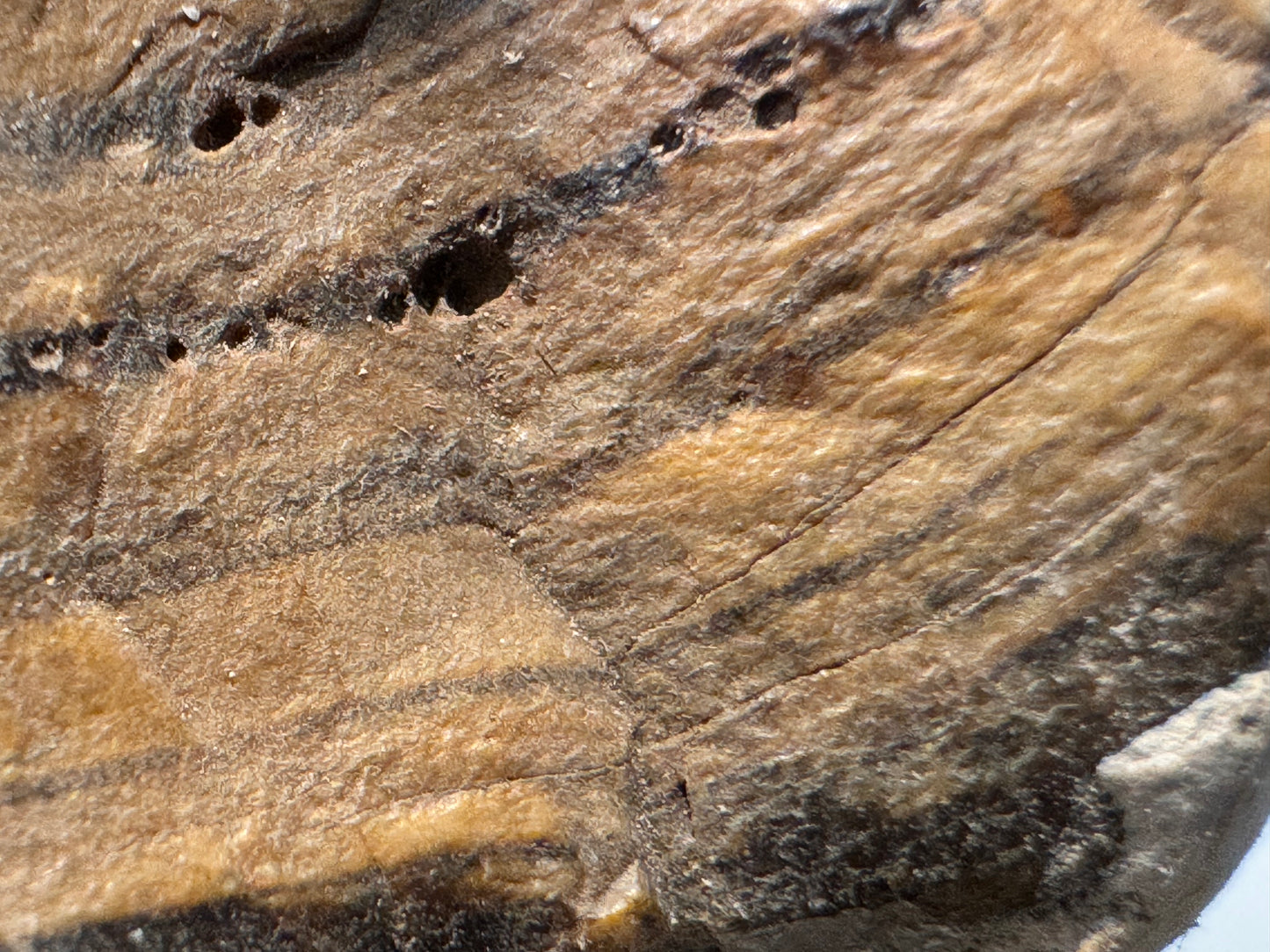 petrified wood