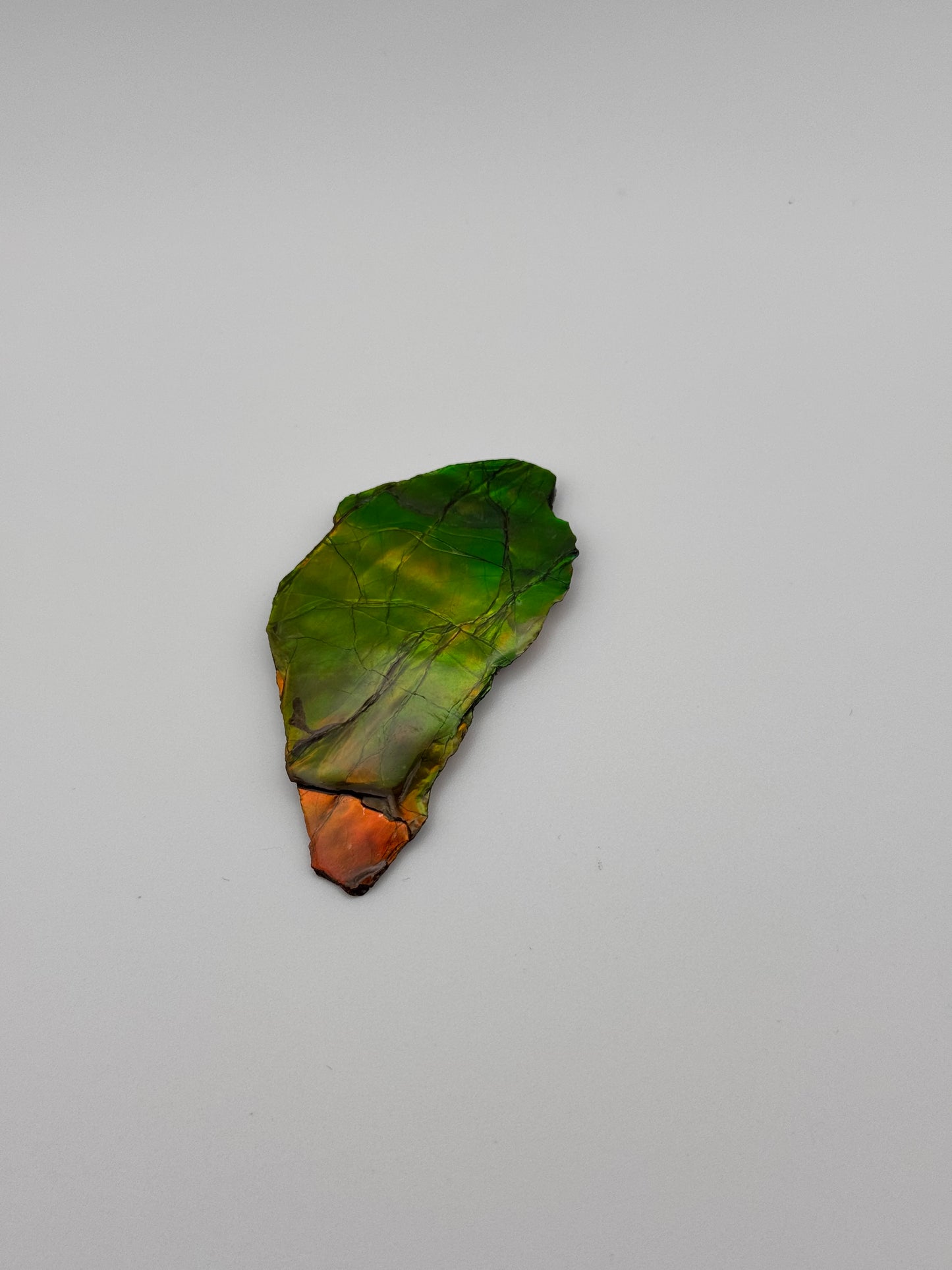 yellow green ammolite specimen