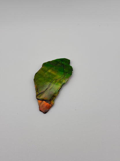 yellow green ammolite specimen