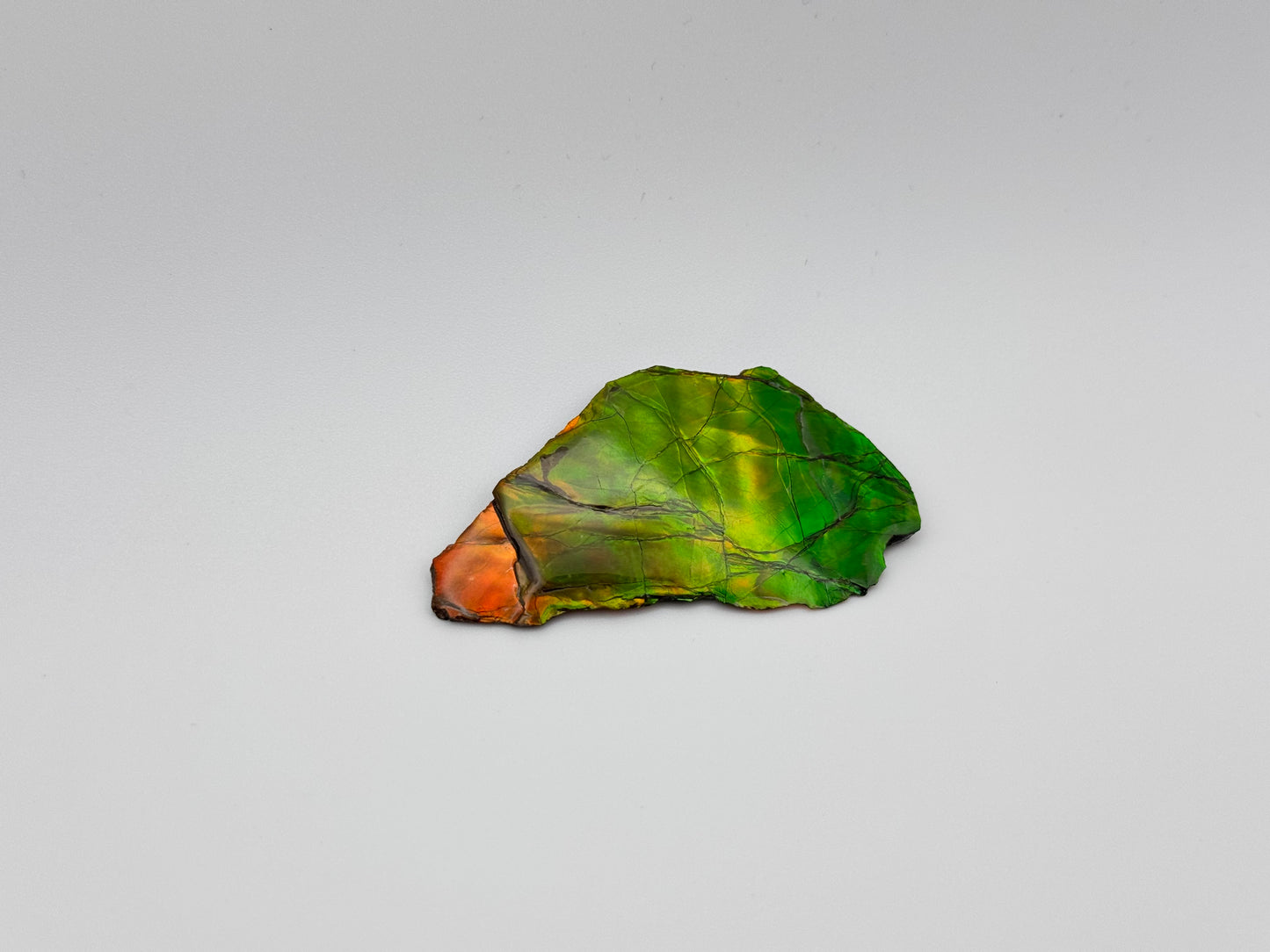 yellow green ammolite specimen