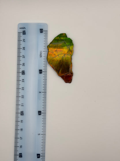 yellow green ammolite specimen