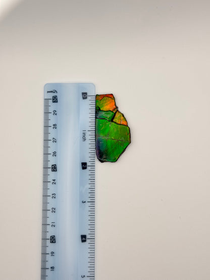 rainbow ammolite specimen