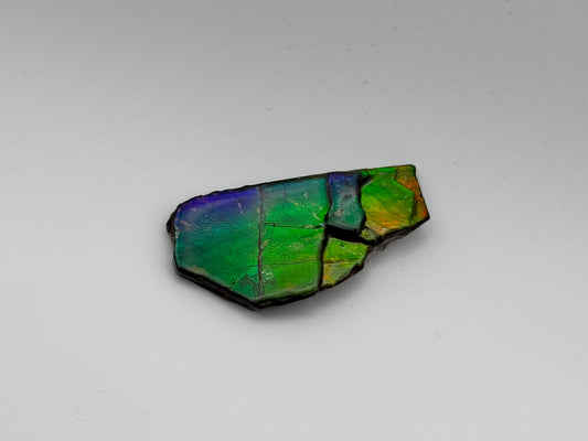 rainbow ammolite specimen