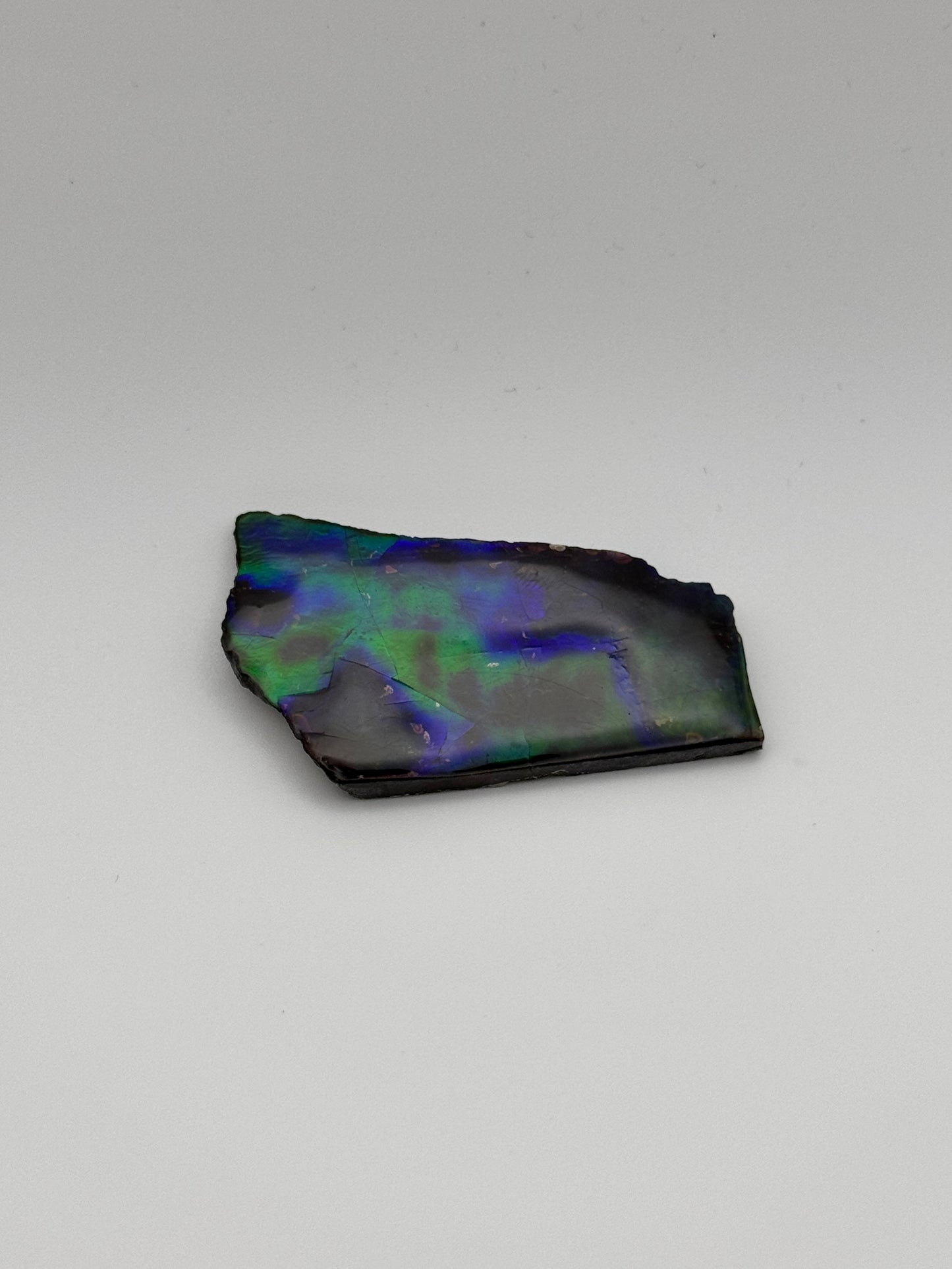 deep blue green ammolite specimen