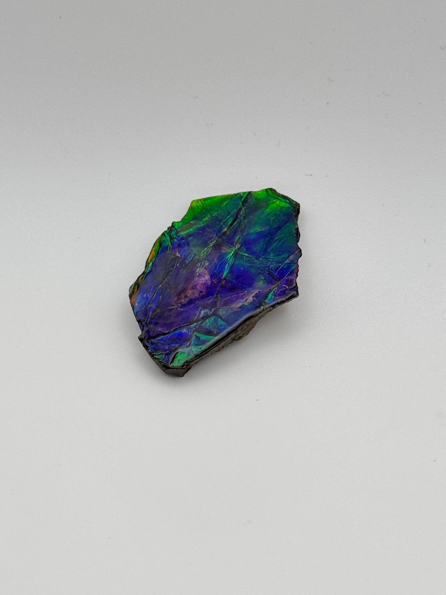 blue green rough ammolite
