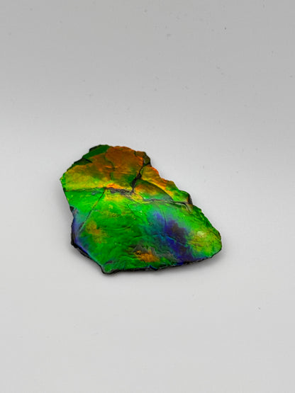 multicolor ammolite specimen