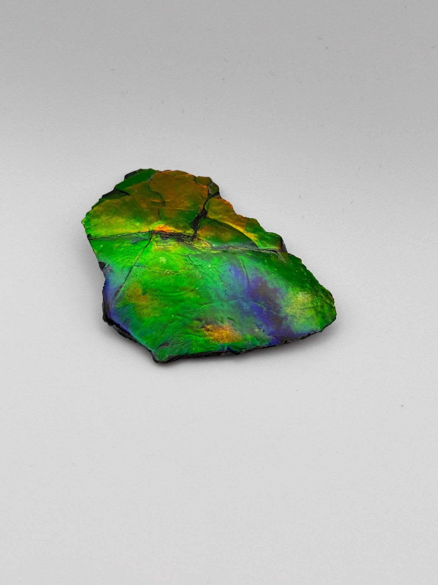 multicolor ammolite specimen