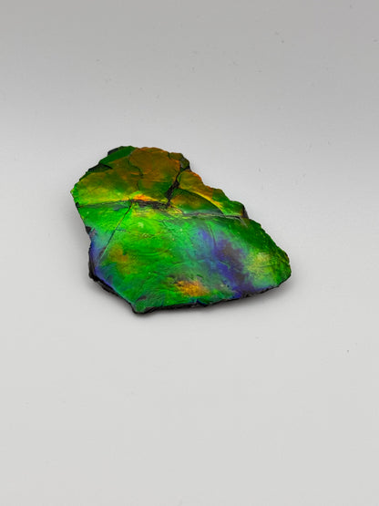 multicolor ammolite specimen
