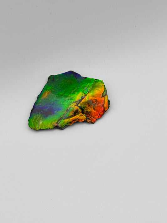 multicolor ammolite specimen