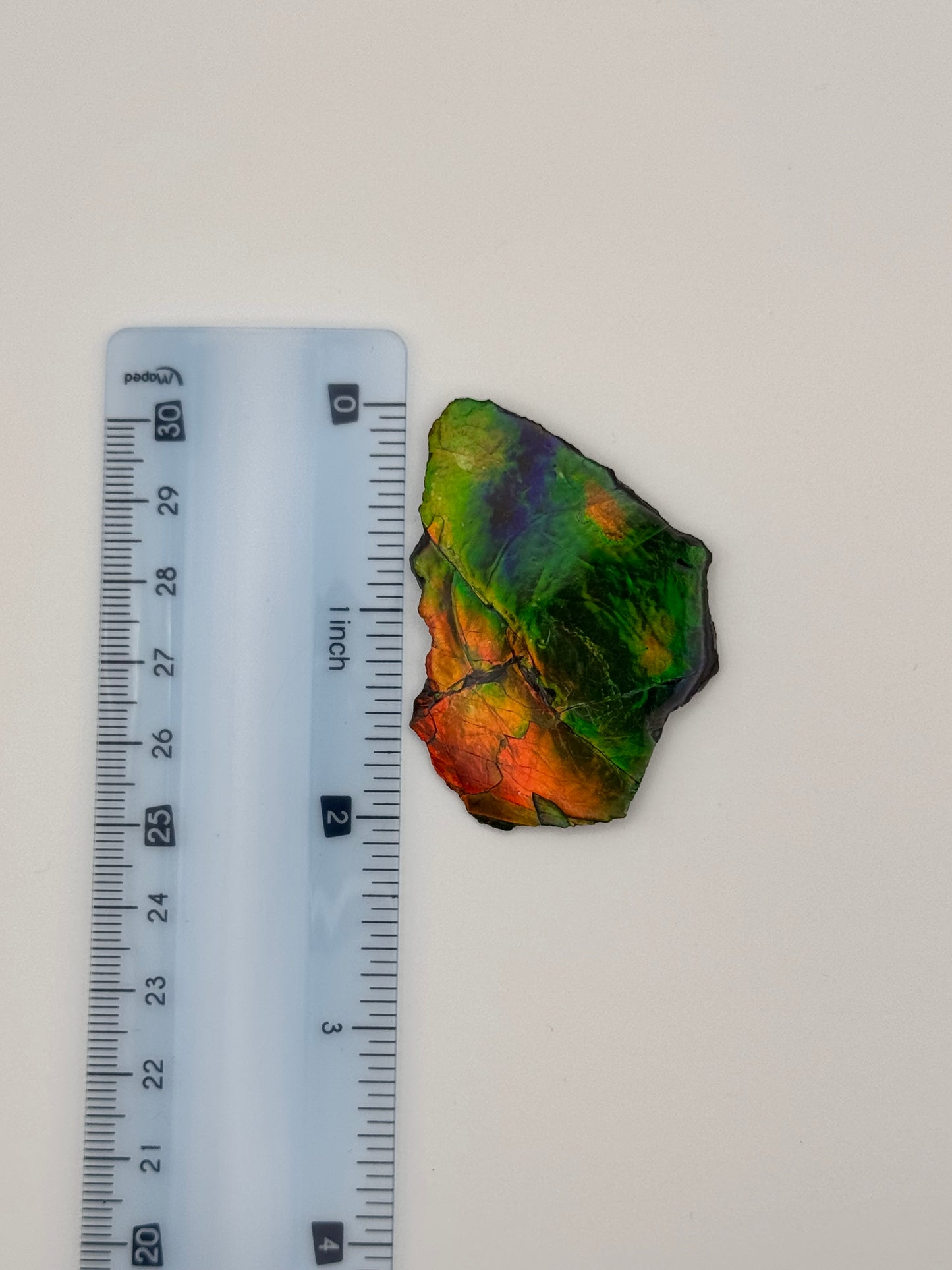 multicolor ammolite specimen
