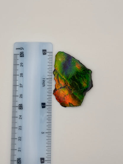 multicolor ammolite specimen
