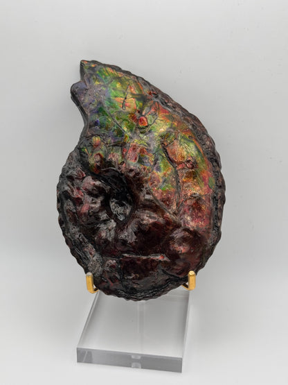 Ammolite tear drop