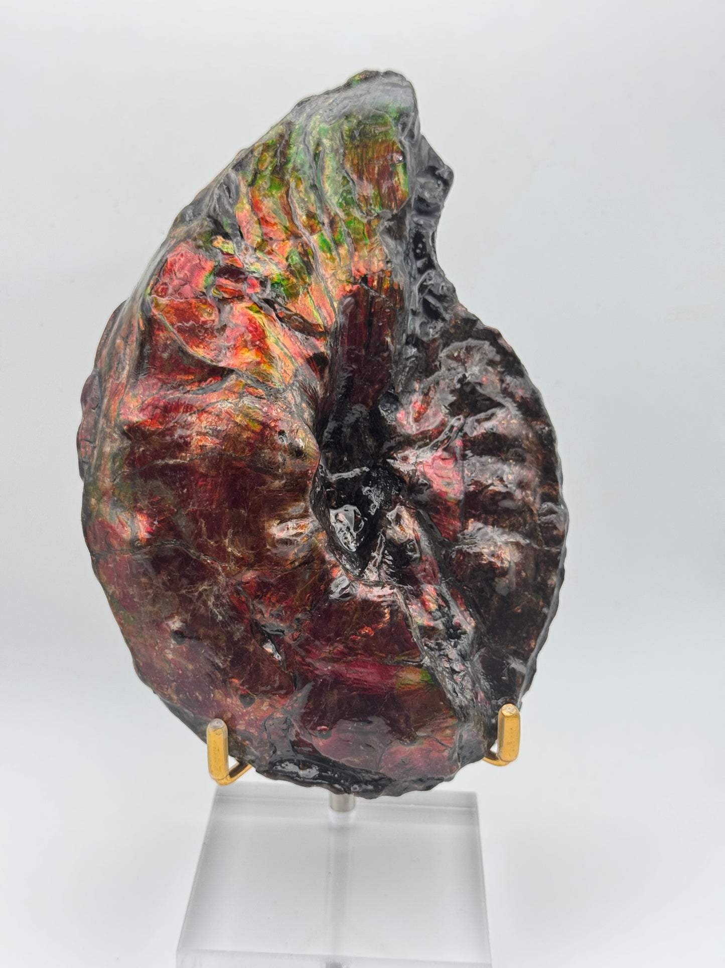 Ammolite tear drop